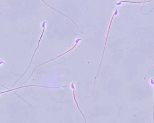 哈尔滨地下精子库,哈尔滨市精子库