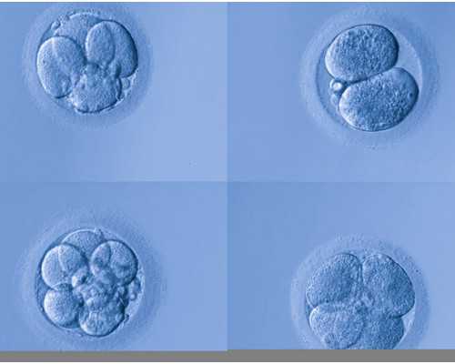 北京做供卵试管的医院推荐,北京供卵试管成功率怎么样,2024年北京十大私立试管