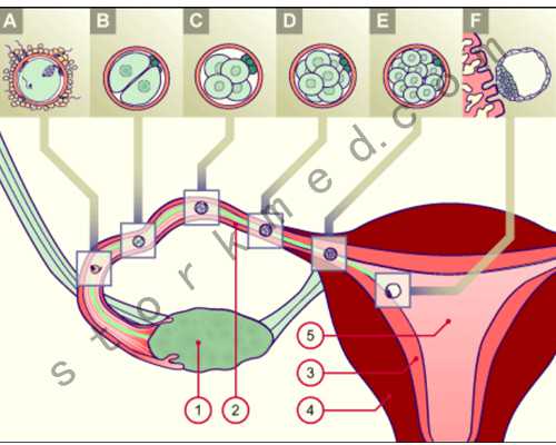 东莞医院试管成功率排名 东莞可以做试管婴儿的医院有几家? ‘男女胎儿b超对