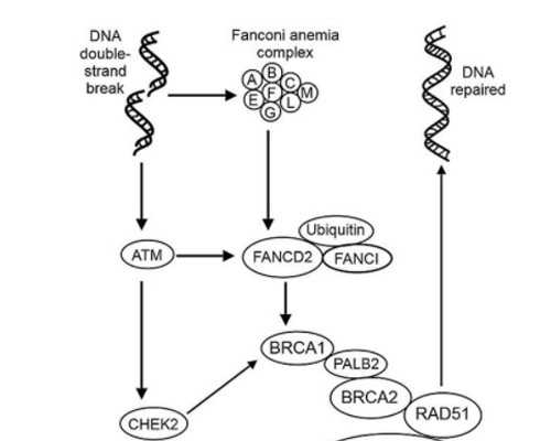 有在北京做供卵试管的吗 北京做试管婴儿多少钱大概？试管婴儿真的要比想象