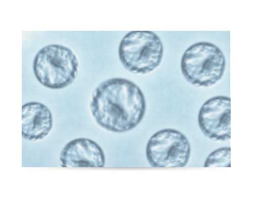 武汉代怀宝宝合法吗,2024武汉市试管代怀生子机构排名，附试管助孕机构名单！